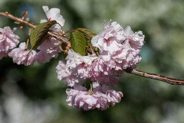 Pink sakura flowers blooming branch with green leaves and selective focus, blurred greenery background. Sunny spring garden close-up