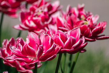 Pink with white decorative tulips flowers blooming with greenery, sunny spring flowerbed close-up with green background