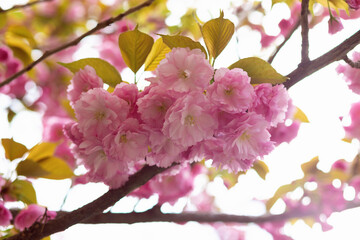 Close up of branches of cherry blossoms. Hanami spring season