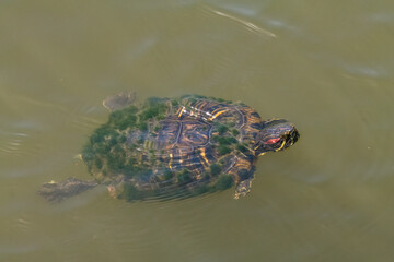 turtle in the water