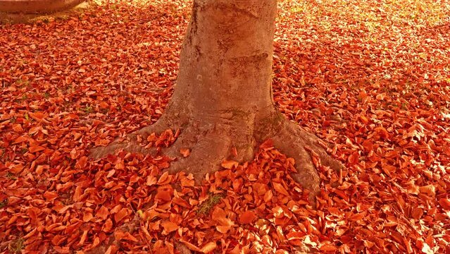 Brown tree trunk stands among golden leaves covered ground