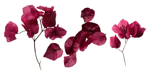 set of five pink Mediterranean Bougainvillea flowers isolated over a transparent background, vibrant floral design element, top view, flat lay