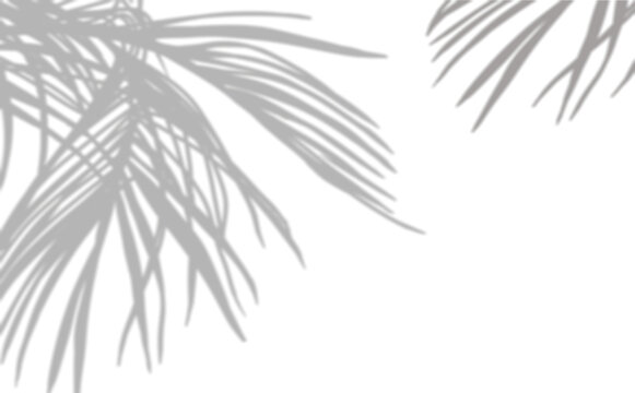 Coconut Palm Leaves Shadow, Tropical Laves Overlay