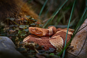 Trans-Pecos Copperhead Agkistrodon contortrix pictigaster, Texas, North Mexico. Viper in the nature...