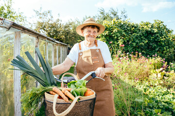Senior female gardener in straw hat carries fresh vegetables in bicycle basket at the farm or...