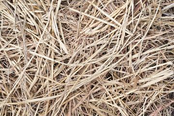 nature straw texture background. close up nature straw texture background. straw texture 