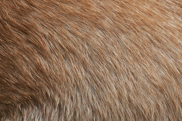 brown dog fur texture background. close up brown dog fur texture. brown dog fur texture