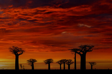 Fototapeta na wymiar Madagascar, baobat red sunset. lley of the Baobabs landscape from Madagascar. Most famous tipical place L'allée des baobab, gravel road with sunny day with big old trees with orange red dark sky.