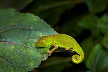 Calumma glawi, Glaw's Chameleon, green chameleon lizard endemic to eastern Madagascar, sitting on the leaves in the night, Ranomafana NP, Madagascar. Nature wildlife, tinny forest animnal, Africa.