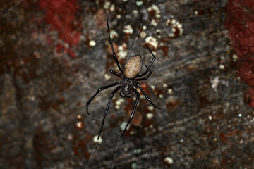 Nephilingis livida, araneid spider from Madagascar. Namorana, Ranomafana NP, Madagascar. Iscect from Africa. Spider on the tree, morning sunrise. Dangerous animal in the nature, wildlife.