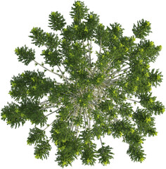 Top view of Araucaria Angustifolia Tree