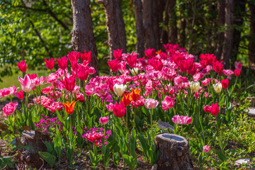 春の花壇に咲くチューリップの花