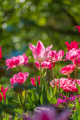 Obraz na płótnie Canvas 春の花壇に咲くチューリップの花