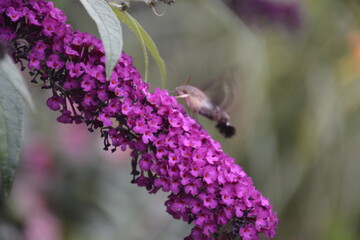 hummingbird moth on butterfly bush