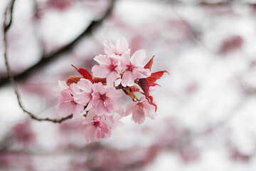 Flowers of japanese Cherry. Blomming Sakura.