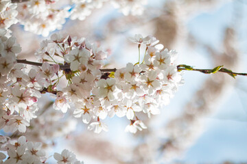 Flowers of japanese Cherry. Blomming Sakura.