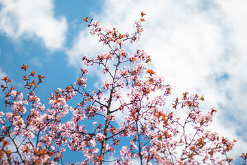 Flowers of japanese Cherry. Blomming Sakura.