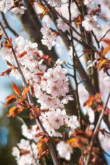 Flowers of japanese Cherry. Blomming Sakura. - obrazy, fototapety, plakaty