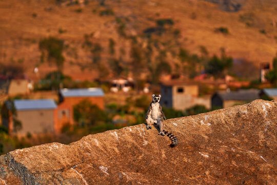 Madagascar urban wildlife, lemur in the city house. Madagascar wildlife, Ring-tailed Lemur, Lemur catta. Animal from Madagascar, Africa, orange eyes. Evening light sunset, Anja Nature Park.