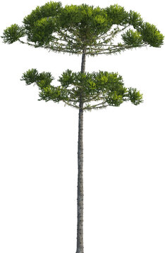 Side view of Araucaria Angustifolia Tree