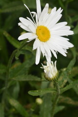 Obraz premium white daisy flower