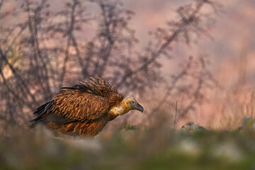 Vultures from Spain, Europe. Griffon vultures in the grass, wildlife, rocky mountain.