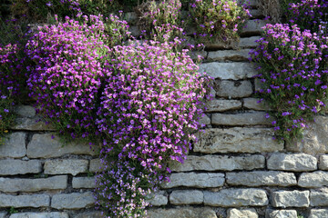 Aubrieta growing on a garden wall, Derbyshire England
