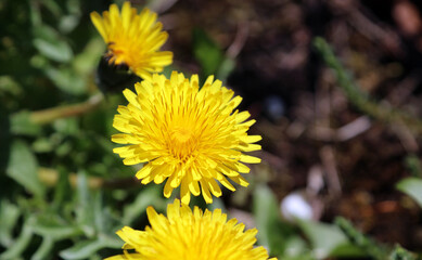 Macro image of a Dandelion flower, Derbyshire England
