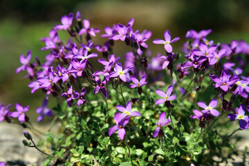 Macro image of Garden Aubrieta in Spring, Derbyshire England

