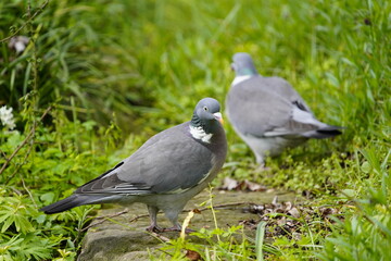 Common Wood Pigeon (Columba palumbus) is a member of the dove and pigeons family Columbidae. Hanover, Germany.