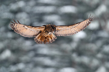 Winter snow wildlife. Flying Eurasian Eagle owl with open wings with snowflakes in snowy forest during cold winter. Wildlife scene from Germany in Europe. Big owl in the nature habitat.