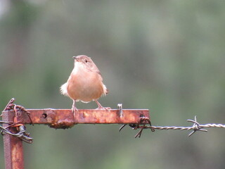 Southern House Wren
/Troglodytes musculus/just watching the landscape