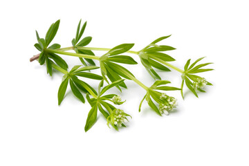 Fresh green twigs of sweet woodruff plant with buds close up isolated on white background
