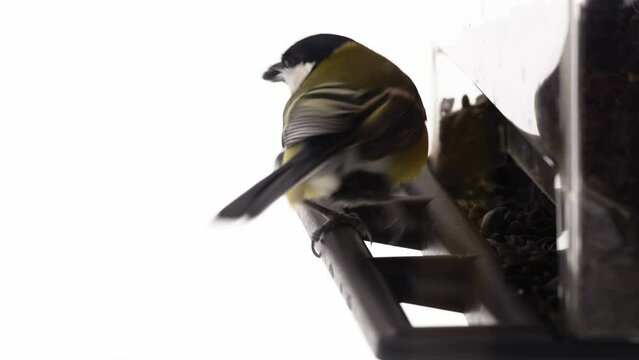 Closer look of the big tit bird getting seeds on the bird feeder outside in Estonia