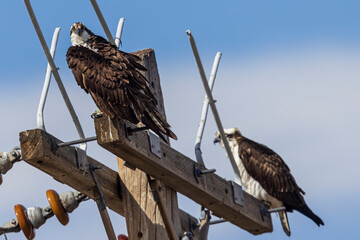 A wild osprey catching fish at a state park in Colorado.