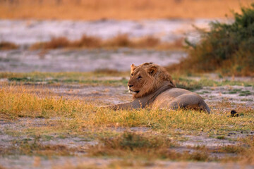 Lion, lying in the savannah. Animal in fire burnt place Savuti, Chobe NP in Botswana. Hot season in Africa. African lion, male. Botswana wildlife.