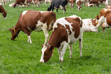 Fototapeta na wymiar Livestock Dutch cows graze in the meadow in springtime 