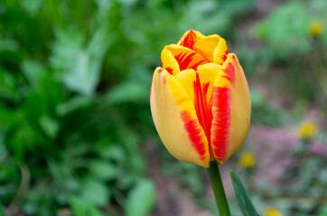 Spring Tulips in bloom with red and green colors.