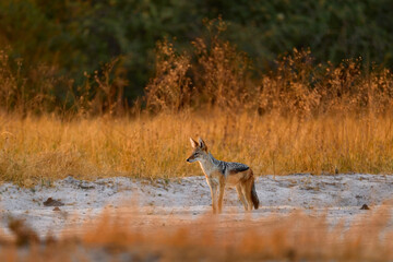 Jackal and evening sunlight. Black-Backed Jackal, Canis mesomelas mesomelas, portrait of animal with long ears, Tanzania, South Africa. Beautiful wildlife scene from Africa with nice sun light.
