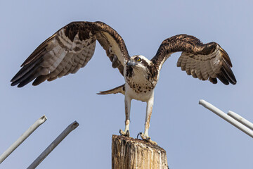 Wild osprey at a state park in Colorado.