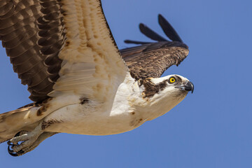 Wild osprey at a state park in Colorado.