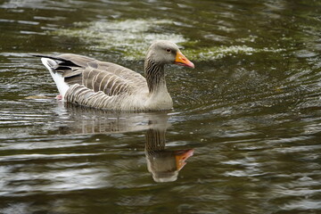 Naklejka na ściany i meble Greylag Goose (Anser anser) swimming on a pond. Hanover, Germany.