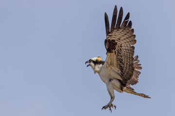Wild osprey at a state park in Colorado.