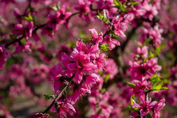 Peach Blossom in Spain