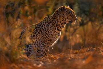 Leopard sunset in Savuti, Chobe NP in Botswana. Africa wildlife. Wild cat hidden in the green gold...