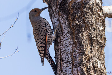A wild northern flicker in a tree in Colorado.