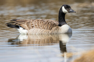 A wild Canada goose at a state park in Colorado.