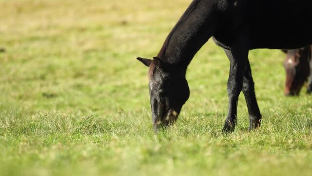 Beautiful Horse in a field on a farm in Australia. Horses in a meadow