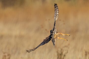 A wild northern harrier hunting in a field at a state park in Colorado during sunset.