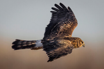 A wild northern harrier hunting in a field at a state park in Colorado during sunset.